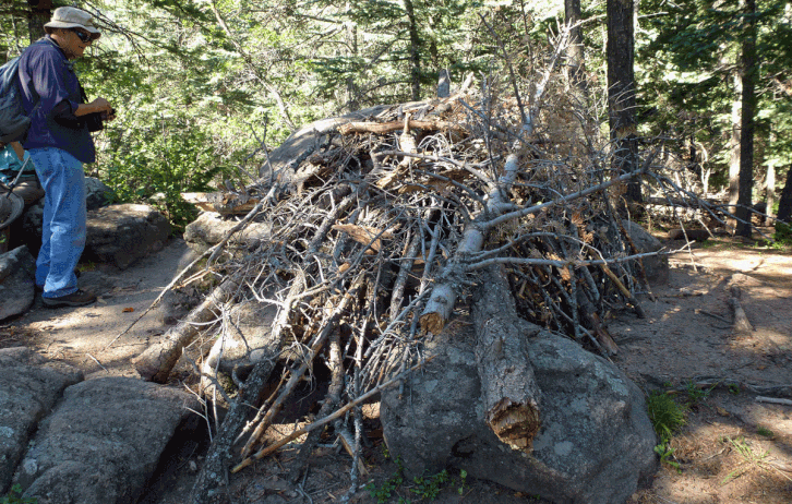 Brush shelter, Tree Spring Trail, Sandia Mountains, Cibola National Forest, New Mexico, survival, bushcraft