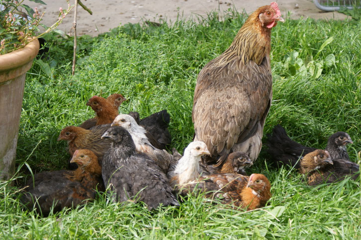 Geflügel - hof-schlegel