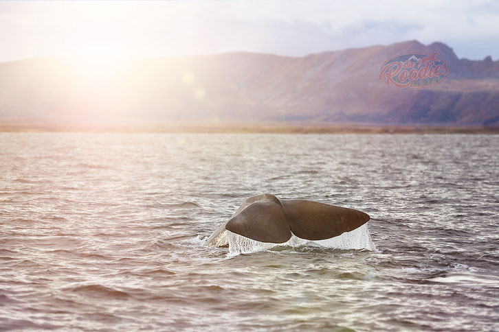 Pottwal_whale watching_Walsafari_Andenes_Wohnmobil_Norwegen_Hund