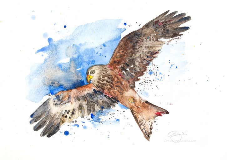 Milan, kite, raptor, Vogelkunst, Vogelaquarell, Aquarell, Kunstwerk, Original, birdart, bird watercolour, watercolor, contemporaryart, zeitgenössische Kunst, IllustrationIllustration, Vogelflug, Vogelpaar, Frühling, aquarela, aquarelle, skylark