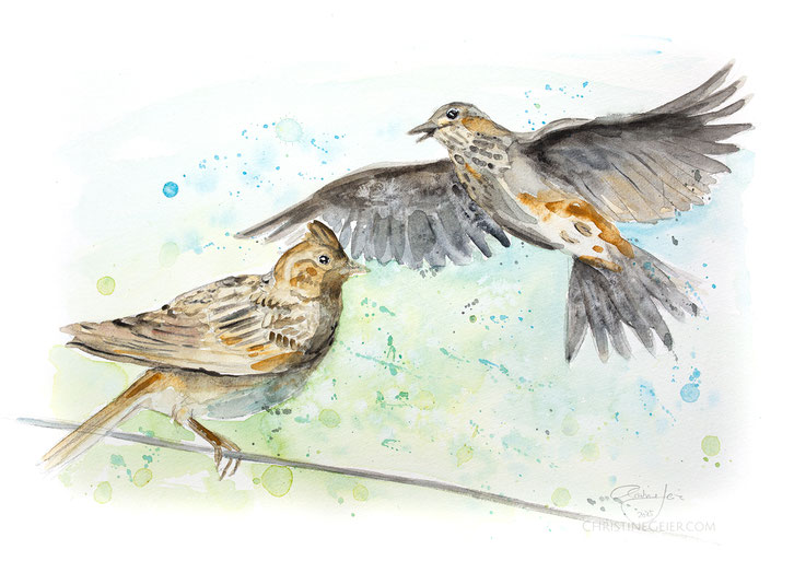 Feldlerche, Feldlerchen,Vogelkunst,Vogelaquarell, Aquarell, Kunstwerk, Original, skylark, Alauda arvensins, birdart, bird watercolour, watercolor, Illustration, Vogelflug, Vogelpaar, Frühling, aquarela, aquarelle, skylark