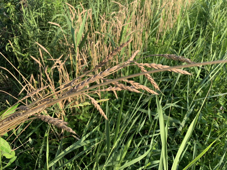 スペルト小麦の穂