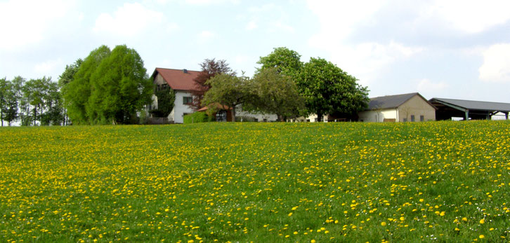 Wickenseifen Vulkaneifel