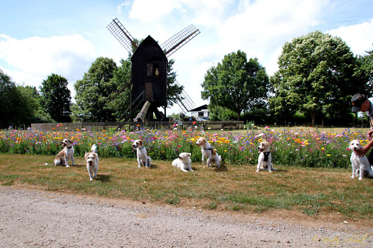 Gruppenfoto vom Braunschweiger-Kromi-Spaziergang am 17.06.2018