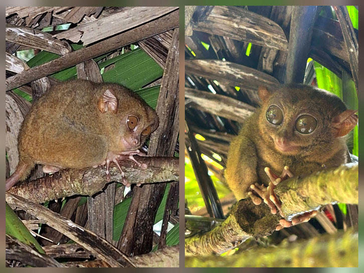Tarsier des Philippines (Bohol)