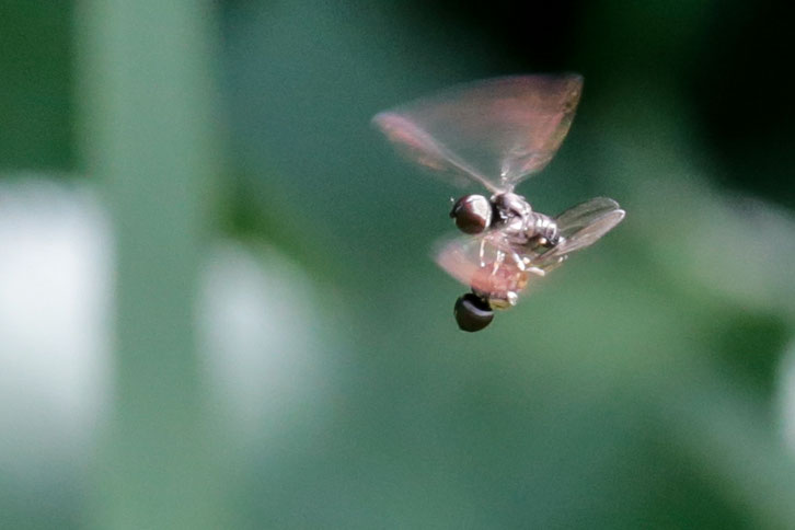 Augenfliegen (Pipunculidae) sind nur 2 - 3 mm lang. Nach dem Paarungsflug, der viele Minuten dauert, sucht das Weibchen die Umgebung nach Zikaden ab. Eine Zikade wird gepackt und ein Ei im Flug eingestochen, so dass die Larve die Zikade parasitieren kann.