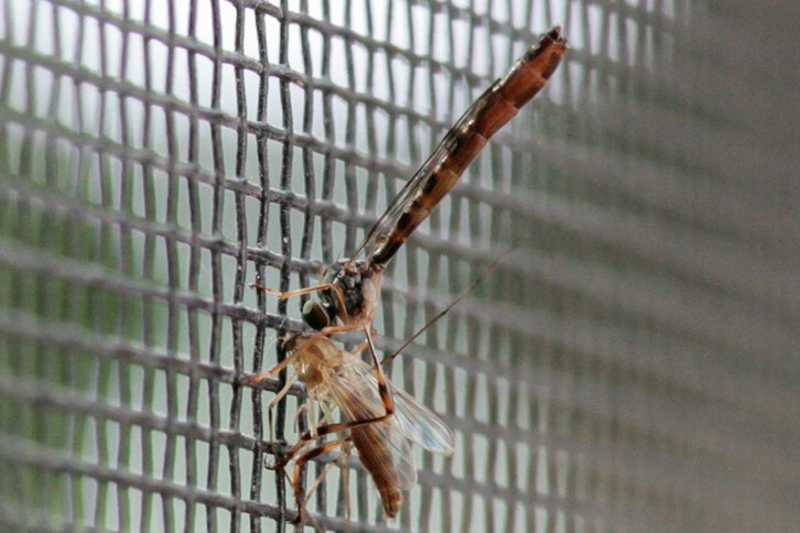 Das Klöppel-Schlankfliegen-Weibchen (Leptogaster subtilis) hat eine Mücke erbeutet und saugt sie aus. Diese Raubfliegen-Art hält sich typischerweise gern in Gebäuden auf.