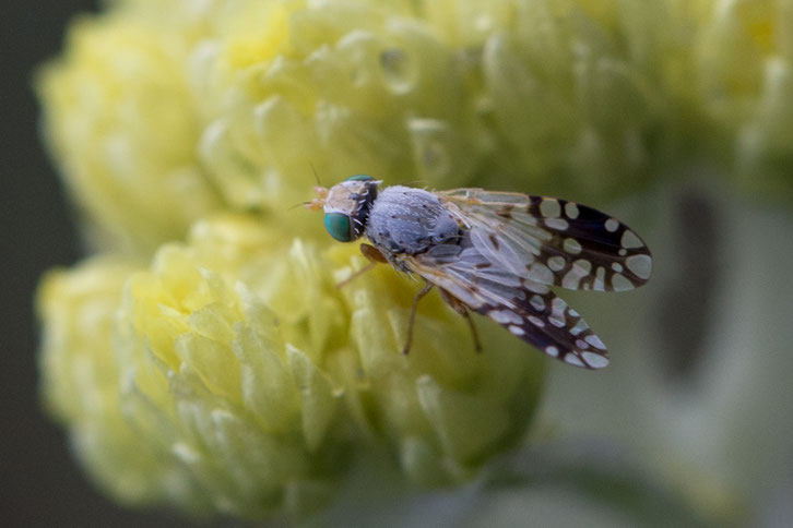 Actinoptera discoidea ist eine 2 bis 4 mm lange Bohrfliege, deren Larven sich an der Sandstrohblume und dem Großblütigen Perlkörbchen in der Goitzsche-Wildnis entwickeln.