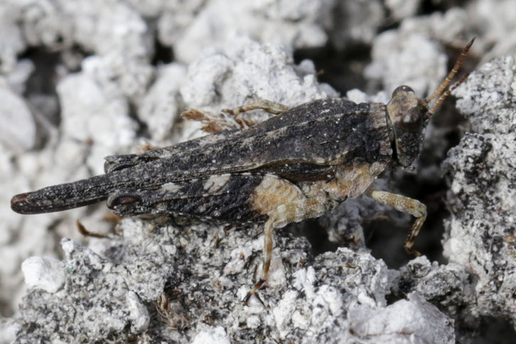 Nur 7 bis 10 mm lang ist das Männchen der Westlichen Dornschrecke (Tetrix ceperoi) aus Hannover-Misburg. Diese Art gilt als äußerst selten.