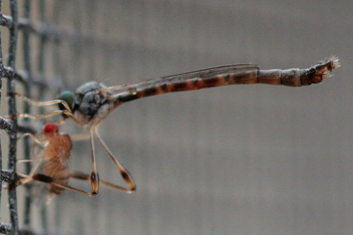 Ein Männchen der Klöppel-Schlankfliege (Leptogaster subtilis) hat eine Taufliege erbeutet und saugt sie aus. Die 7 bis 11 mm lange Art gehört zur Familie der Raubfliegen.