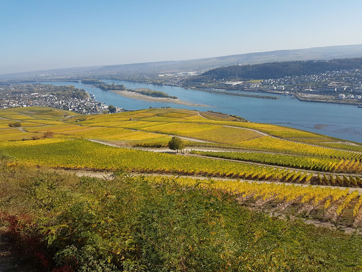 Wandern im Rheingau