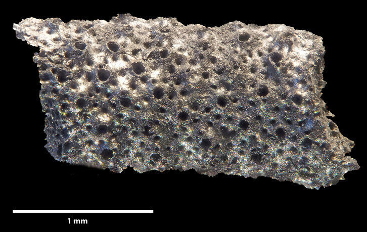 Senckenberg, Bryozoa, Bryozoen, Moostierchen, Sammlung Voigt