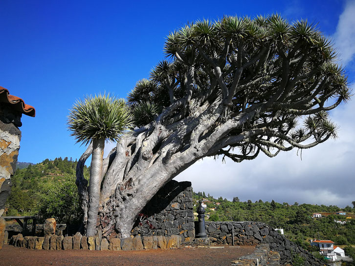 alter-drachenbaum-mit-schiefem-stamm-aussichtpunkt-mit-natursteinmauern