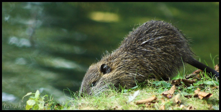 Nutria am Ufer