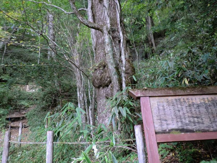 カツラ（石割神社）
