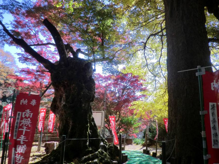 イチョウとカエデ（益山寺）