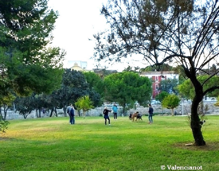 Los perros  acampan en total libertad por los jardines del Turia de Valencia. 