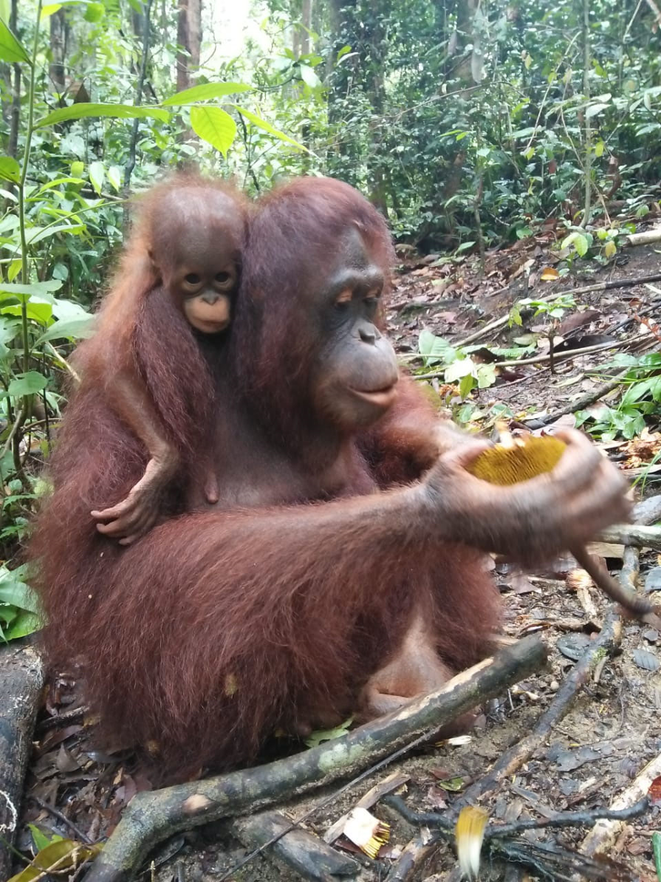 Tanjung and her baby Liesje, ® Sintang Orangutancenter