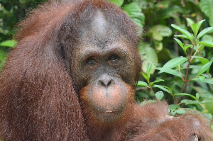 Mamat, ® Sintang Orangutancenter