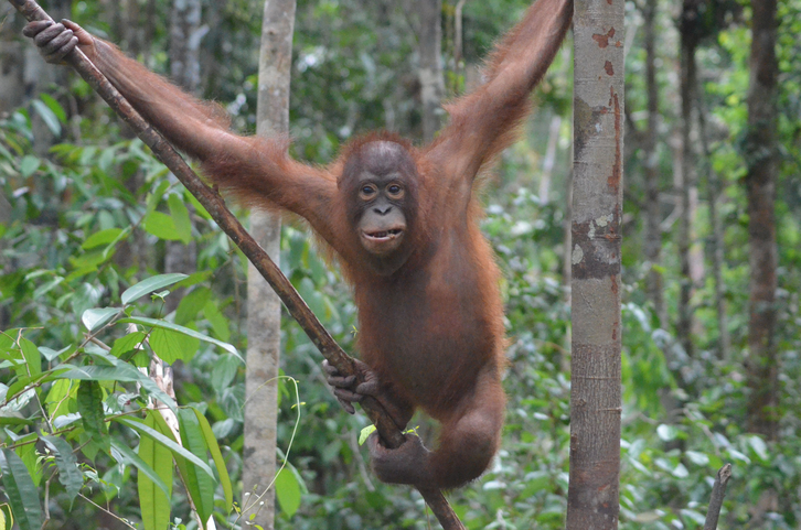 Digo, ®Sintang Orangutancenter