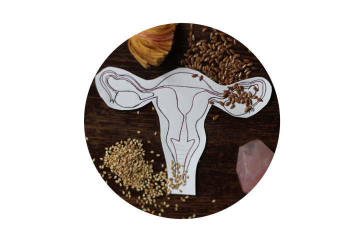Gebärmutter Uterus gezeichnet