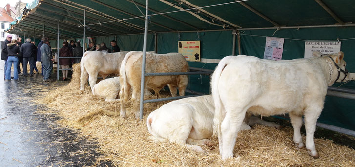 Portée par l'Association des éleveurs Charolais de la Marne et de l'Ile-de-France, l'exposition-vente de Charolais est l'un des temps forts de la foire. Image d'archives/Axomois Production