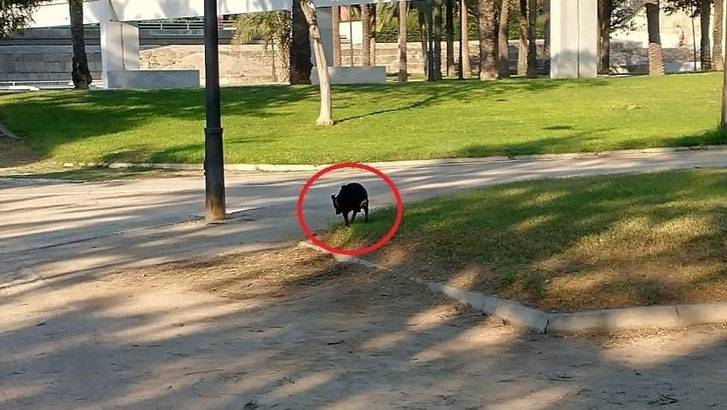 El incivismo se ve por todos los lados en el Jardín del Turia en València y los perros defecan y no se recogen sus excrementos