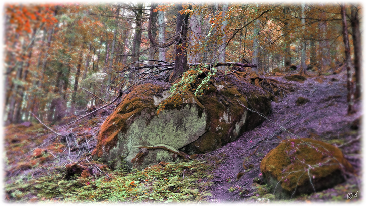 Der Granitblock & der Baum