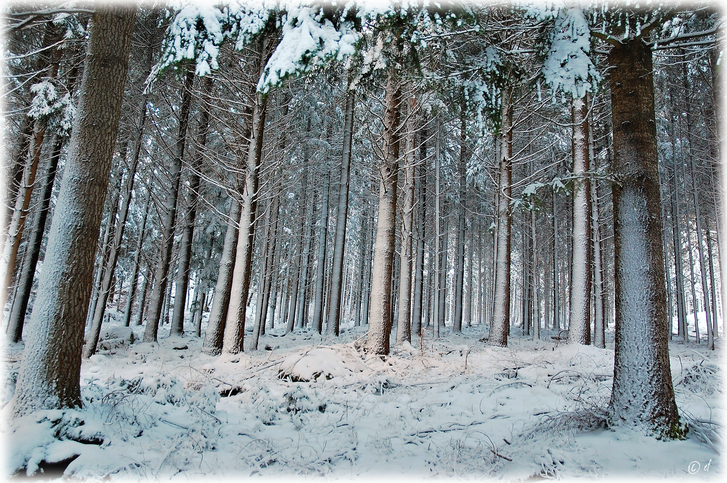 Der weiße Wald