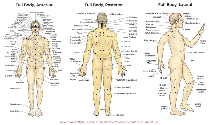 Illustr : Yvonne Wylie Waltson in “Applied Marmatherapy cards” by Dr. Vasant Lad