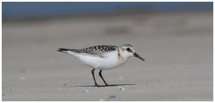 Sanderling Foto: S. Wolff