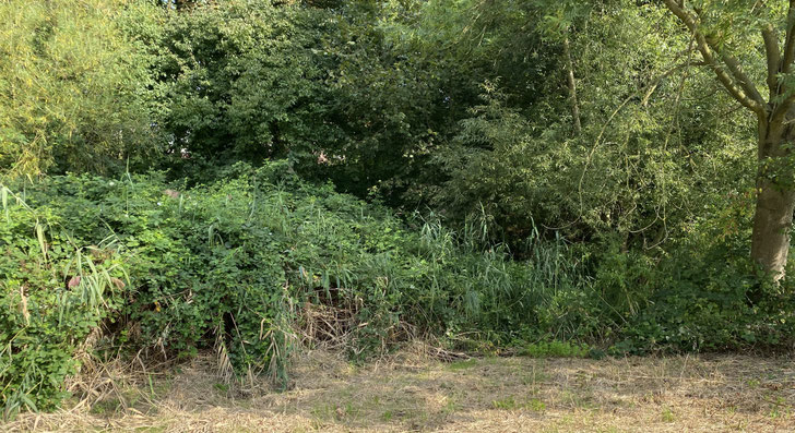 Fotos: Förderkreis Paschgraben/PP Brombeergestrüpp 2025