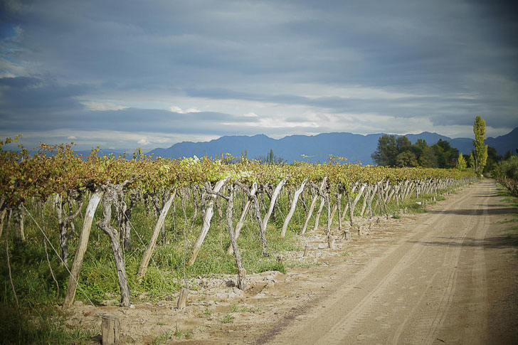Mendoza - die Heimat des argentinischen Malbec-Weins