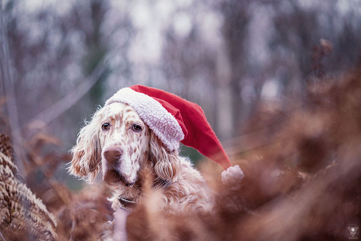 English Setter Coco mit Weihnachtsmütze | www.visovio.de