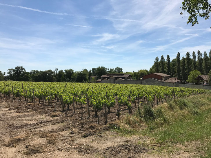 Leoville Barton vineyards, St Julien