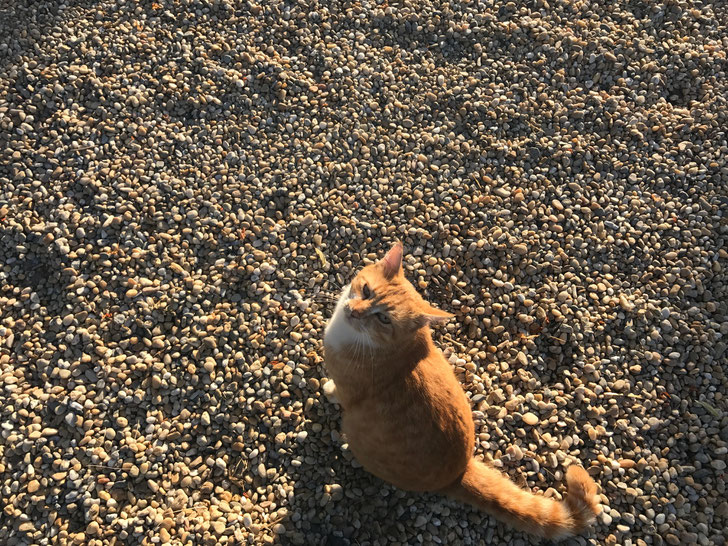 Peanut - one of 8 cats at the Chateau