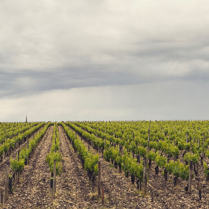 Chateau Leoville Barton vineyards, St Julien