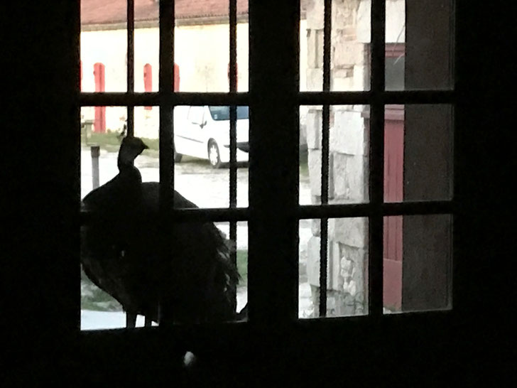 Emanuel the kitchen Peacock who continually pecks at the window