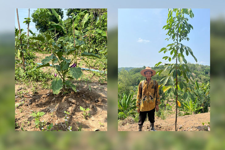 Testplantagen auf Java mit Kautschukbäumen und Nutzpflanzen wirken positiv auf Menschen und Natur. ©Schwalbe