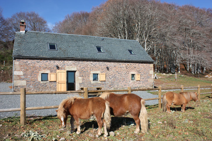 les poneys au gîte du Carteyrou chez bertrand Cayrel (séjour en aubrac Lozère)