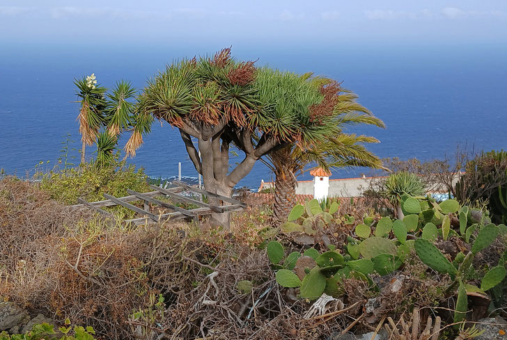 im-vordergrund-drachenbaum-mit-fruchtstaenden-dahinter-yukka-mit-weissen-blueten-hintergrund-blaues-meer