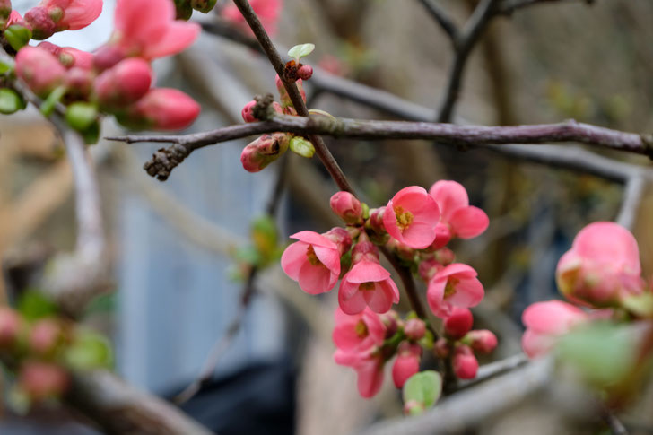 dieartigeGARTEN // März, Frühlingsgarten - die Blüte der japanischen Zierquitte