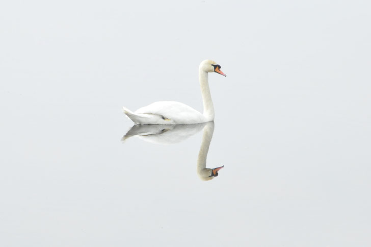 CIGNO BIANCO. ISPIRAZIONE LIV COLLEZIONE ESTHER DALLA VALLE. WHITE SWAN. LIV INSPIRATION. ESTHER DALLA VALLE COLLECTION