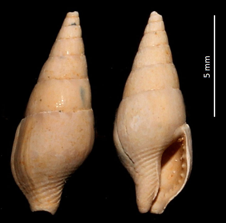 Atilia columbelloides, Miocene dell'Aquitania