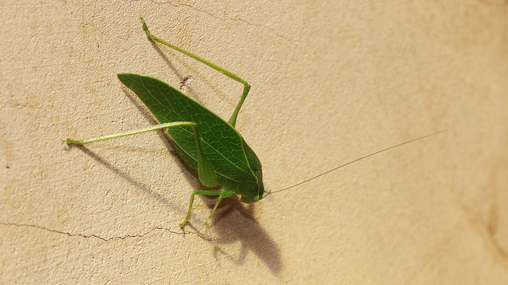 Grasshopper, Wild Coast, South Africa