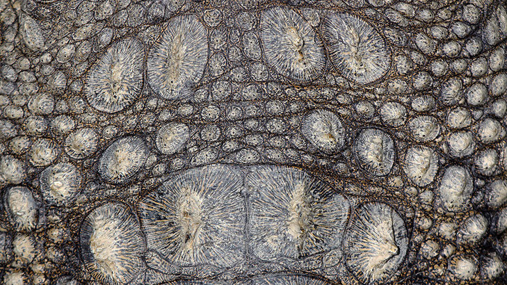 Crocodile skin, Johannesburg, South Africa