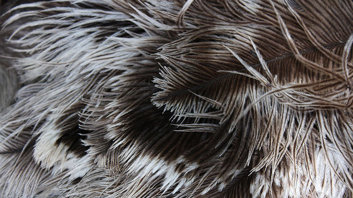 Ostrich feathers, Oudtshoorn, South Africa