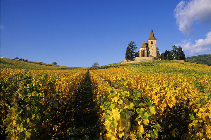 L'église de Hunawihr, entourée de son cimetière fortifiée et de ses vignobles