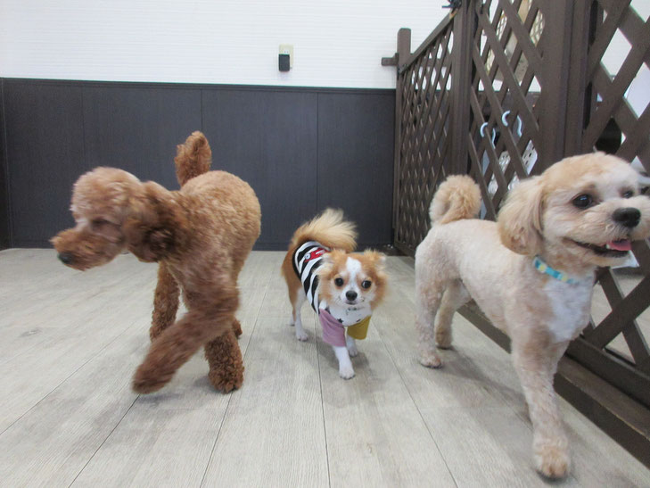 犬の保育園Ｂａｂｙ・保育園・お預かり