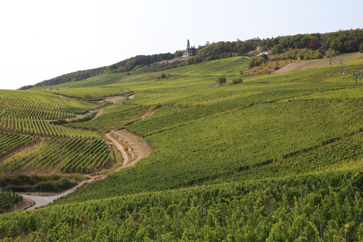 grüner Weinberg unterhalb des Niederwald-Denkmals bei Rüdesheim